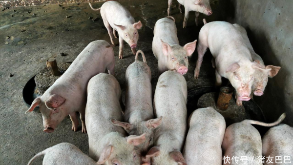 盛鹏智投 国庆将至，屠企明显增量，猪价“止跌在即”？附：9月24日猪价